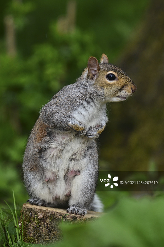 哺乳期的灰松鼠妈妈图片素材