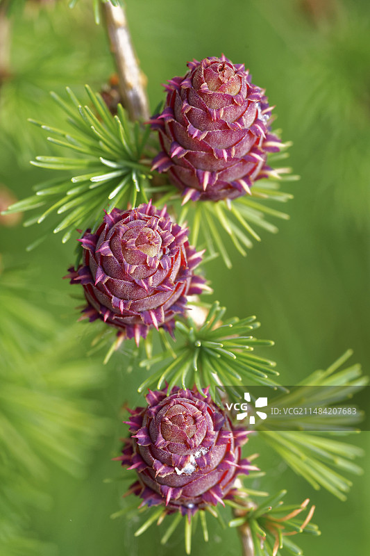 落叶松树锥（落叶松属）图片素材