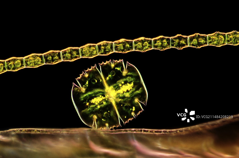 微星藻和透明囊藻图片素材