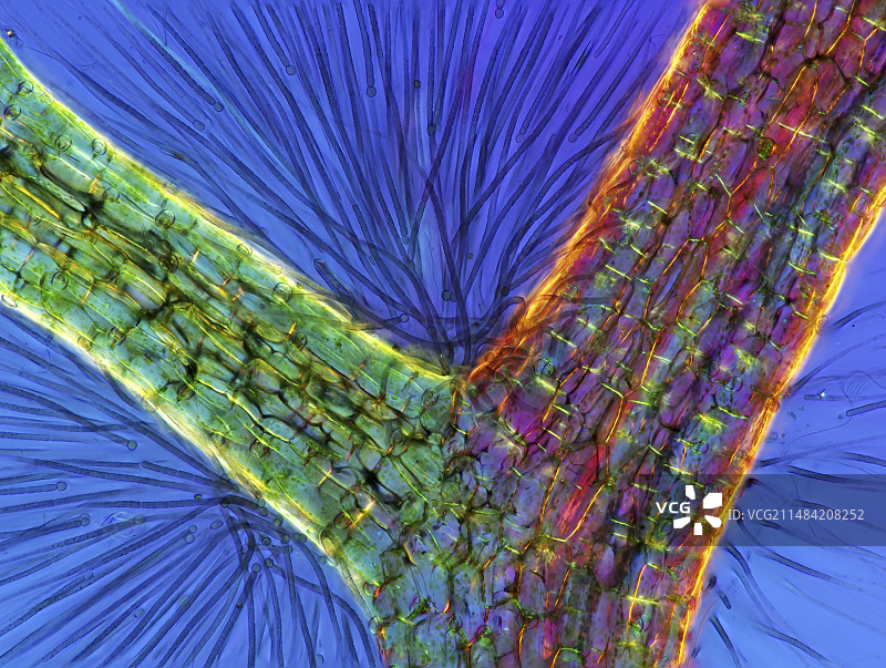 狐尾藻和蓝藻图片素材