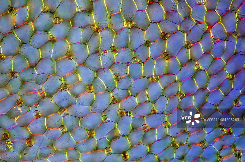 狸藻显微照片图片素材