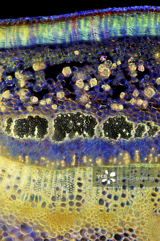 樱花树茎的显微照片图片素材