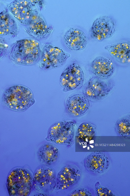 钟虫显微照片图片素材