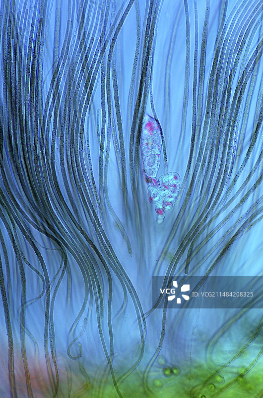 轮虫和蓝细菌显微照片图片素材