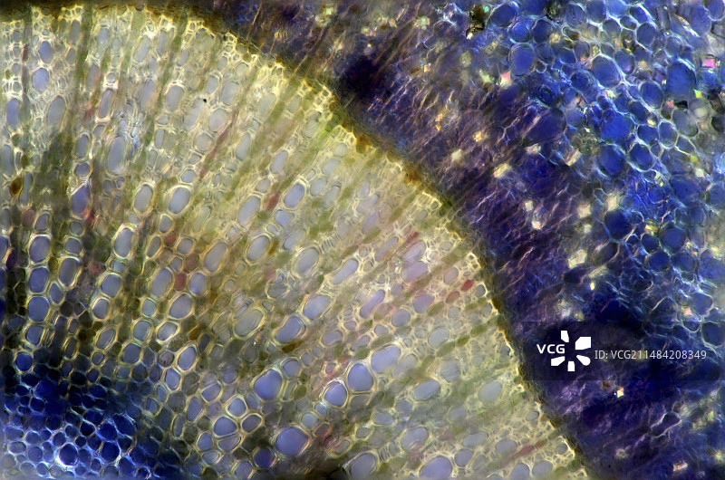 苹果茎的显微照片图片素材