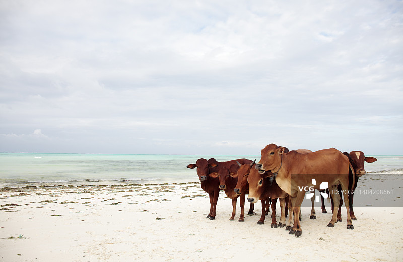 桑给巴尔海滩上的瘤牛图片素材