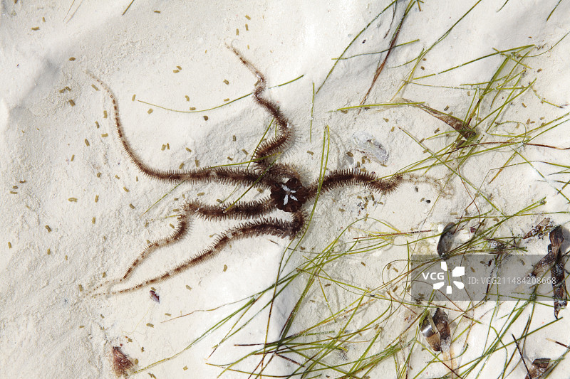 潮汐池蛇尾图片素材