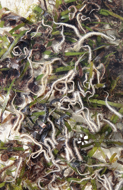 潮汐池中的海星图片素材