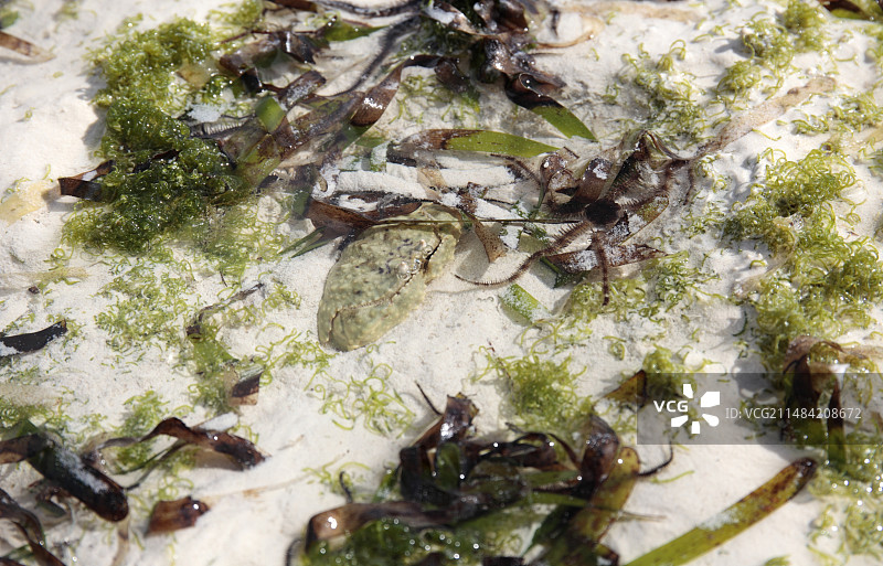 潮汐池中的箱蟹图片素材