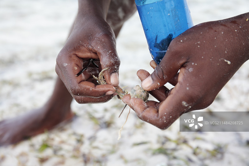 提取寄居蟹用作诱饵图片素材