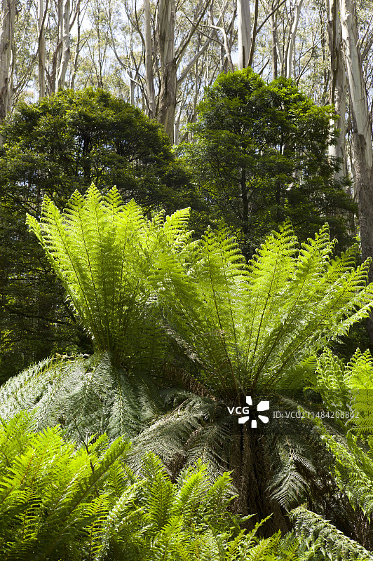 澳大利亚亚高山森林图片素材