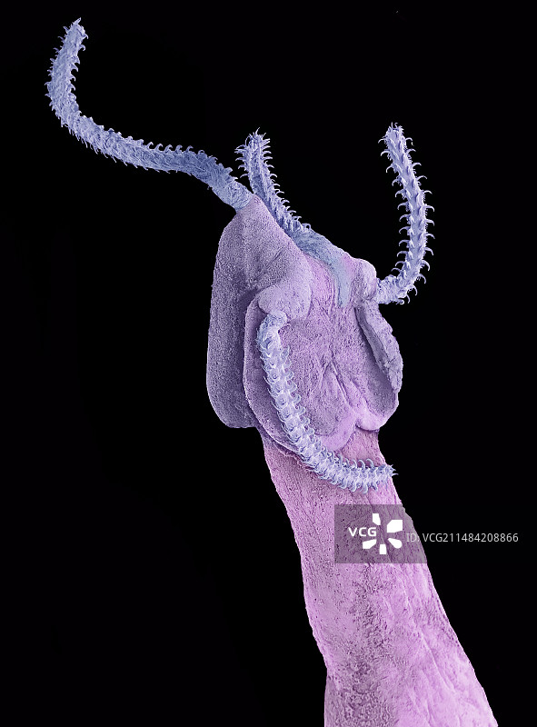 Grillotia绦虫扫描电镜图图片素材