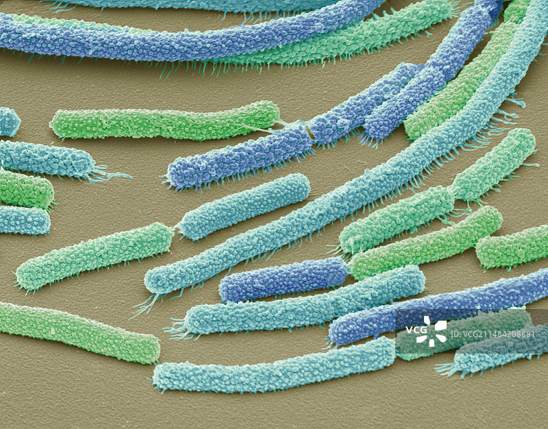 巨大芽孢杆菌，扫描电镜图片素材