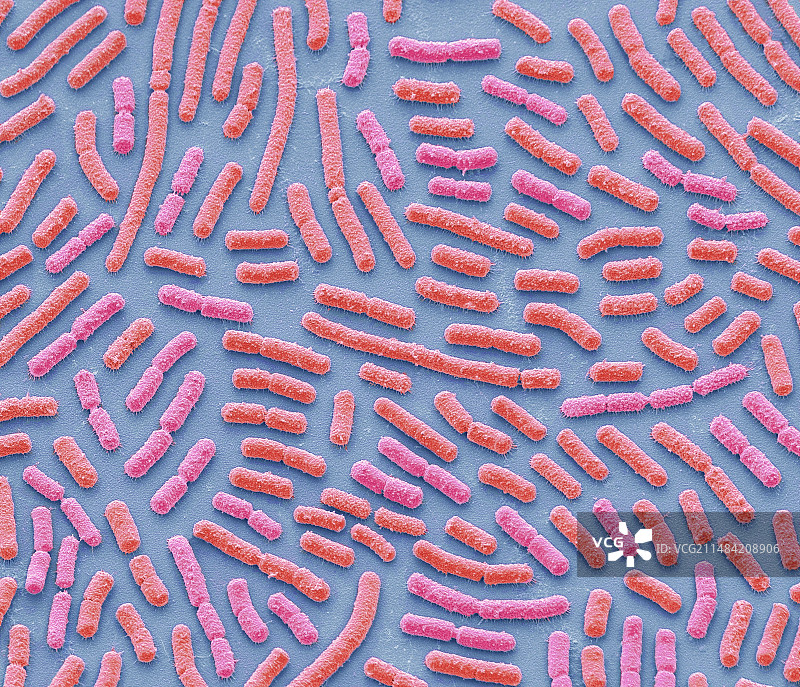 巨大芽孢杆菌，扫描电镜图片素材