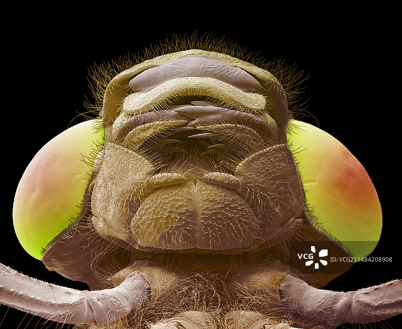 蜻蜓头部扫描电镜图图片素材