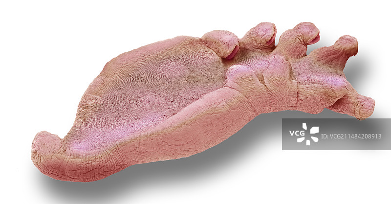 八殖纲扁虫扫描电镜图像图片素材