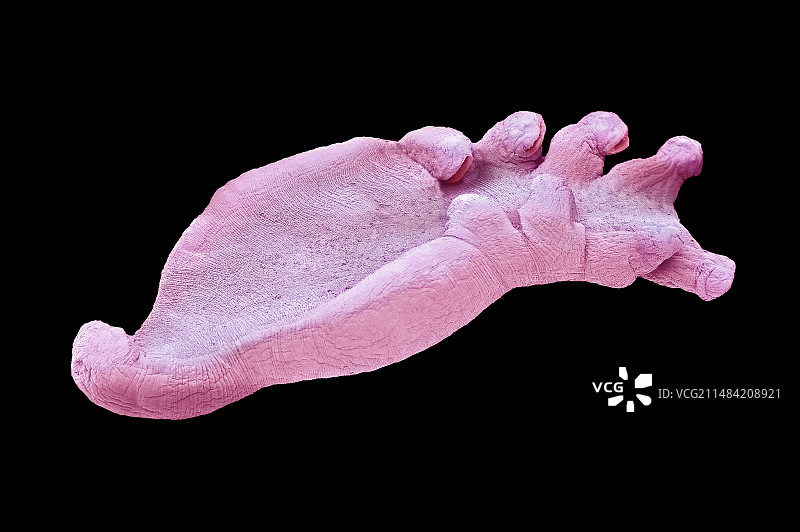 八殖纲扁虫扫描电镜图像图片素材