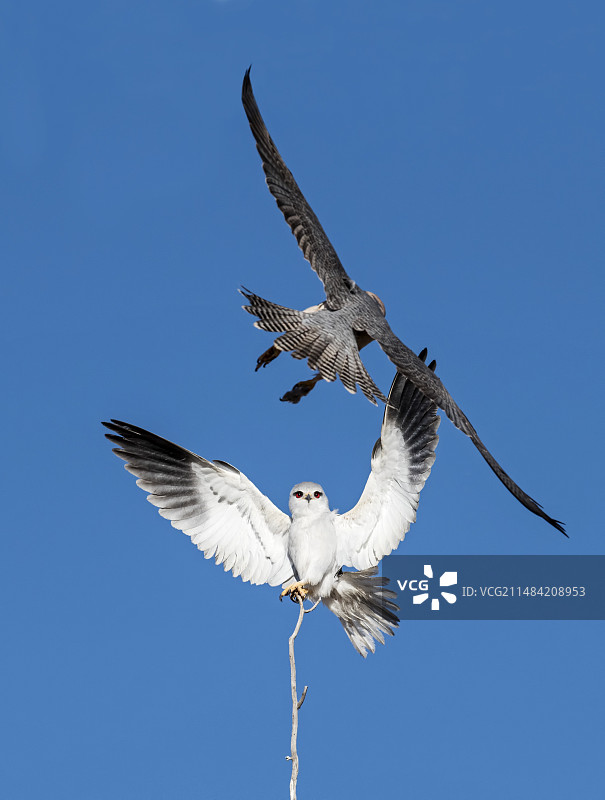黑肩鸢和猎隼图片素材