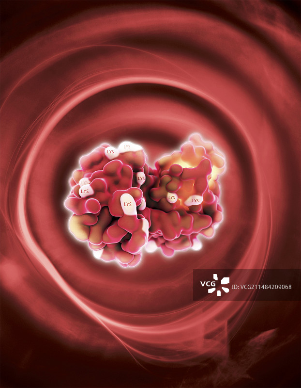 溶菌酶酶插图图片素材