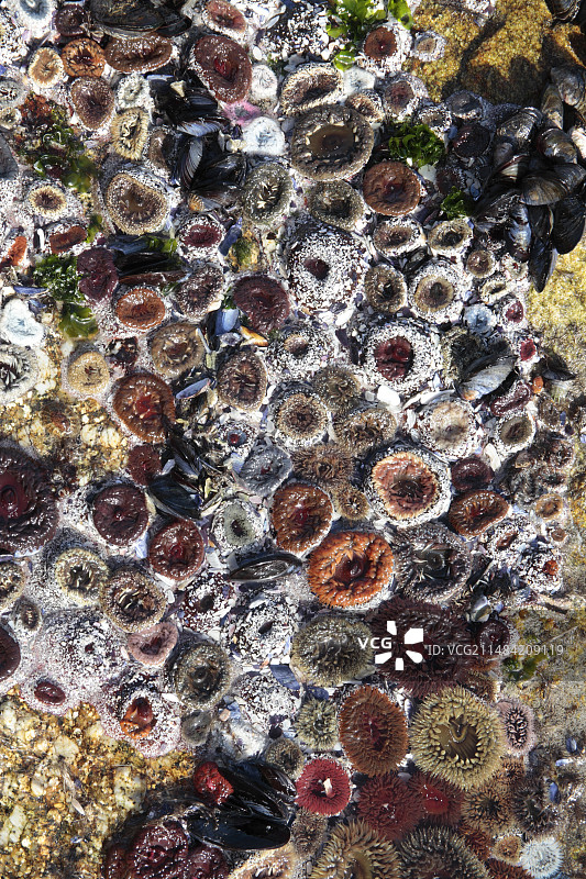 沙滩上的沙海葵图片素材