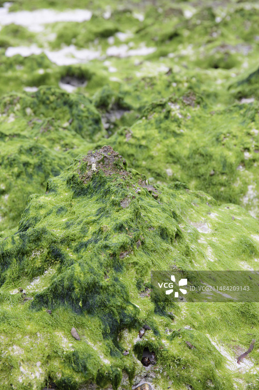 退潮时的海藻图片素材