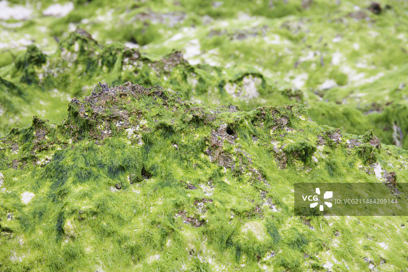 退潮时的海藻图片素材