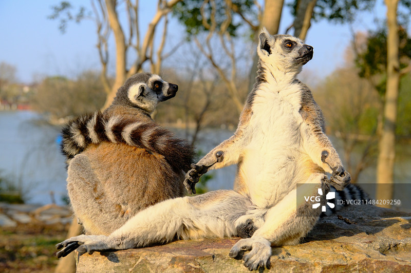 环尾狐猴-仰望图片素材