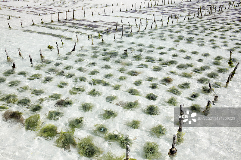 桑给巴尔的海带养殖图片素材