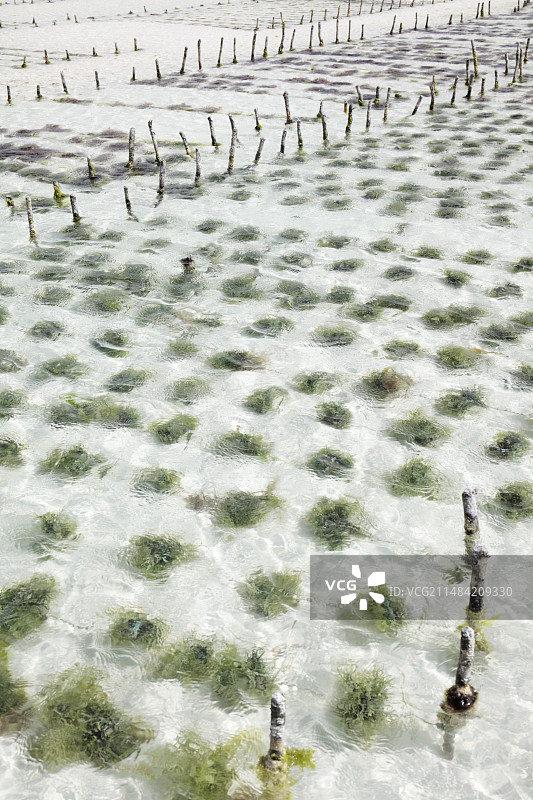 桑给巴尔的海带养殖图片素材