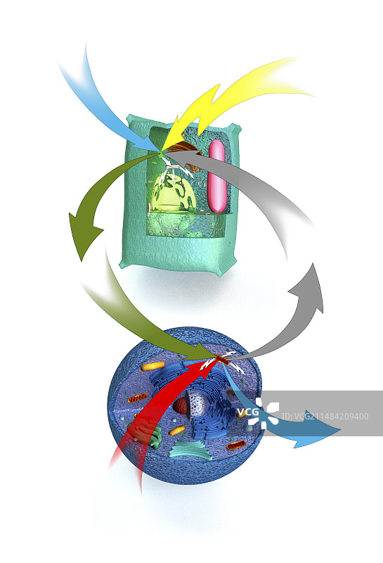 细胞呼吸，植物和动物图片素材