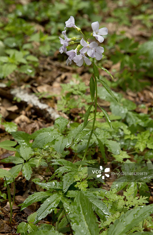 碎米荠图片素材