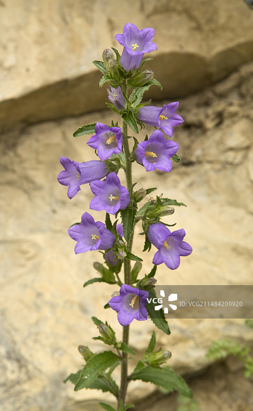 风铃草图片素材