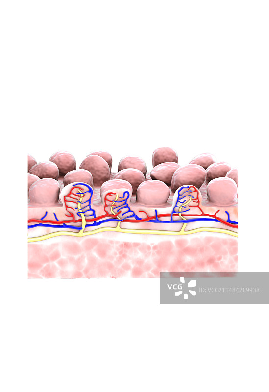 腹腔疾病中的肠绒毛图片素材