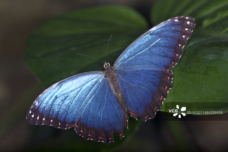 蓝色莫尔福蝴蝶图片素材