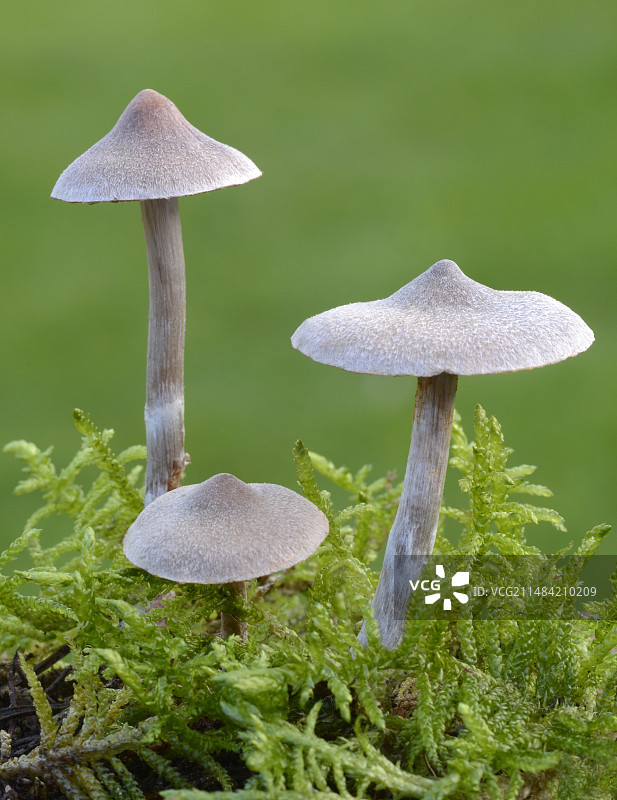 天竺葵网帽菌图片素材