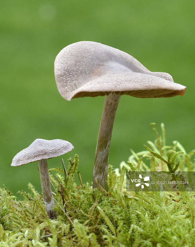 天竺葵网帽菌图片素材