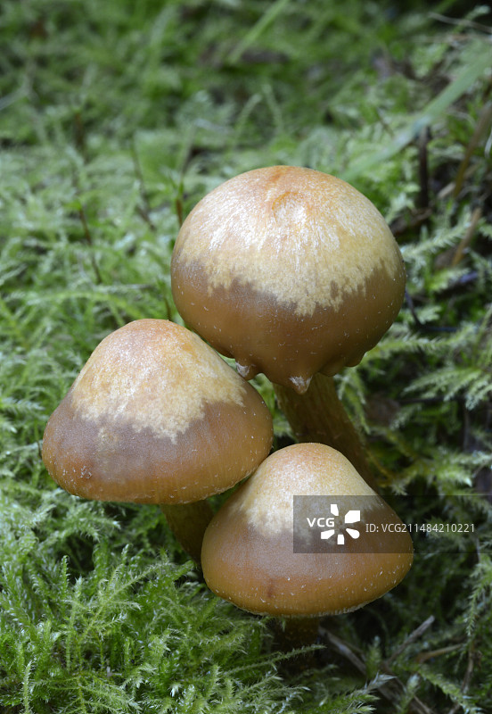 钟形伞菌图片素材