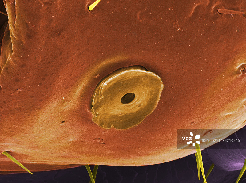 头虱气门扫描电镜照片图片素材