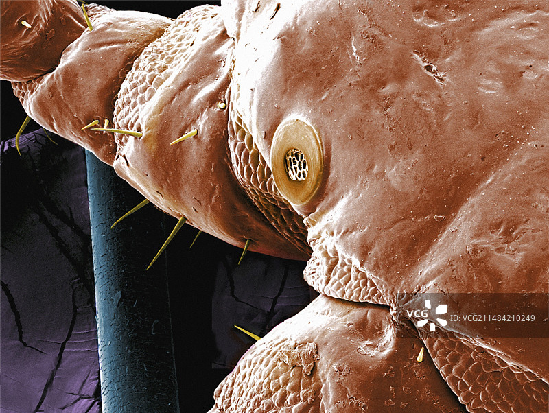 头虱气门扫描电镜照片图片素材