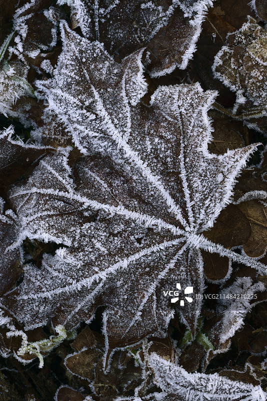 覆盖着霜的枫叶图片素材