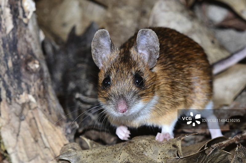 黄颈鼠图片素材