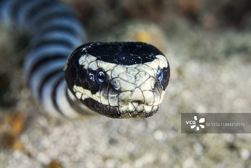 带状海蛇图片素材