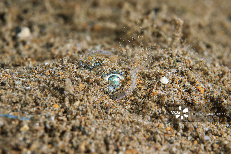 贝里氏短尾鱿鱼图片素材