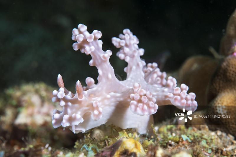 Miamira海蛞蝓图片素材