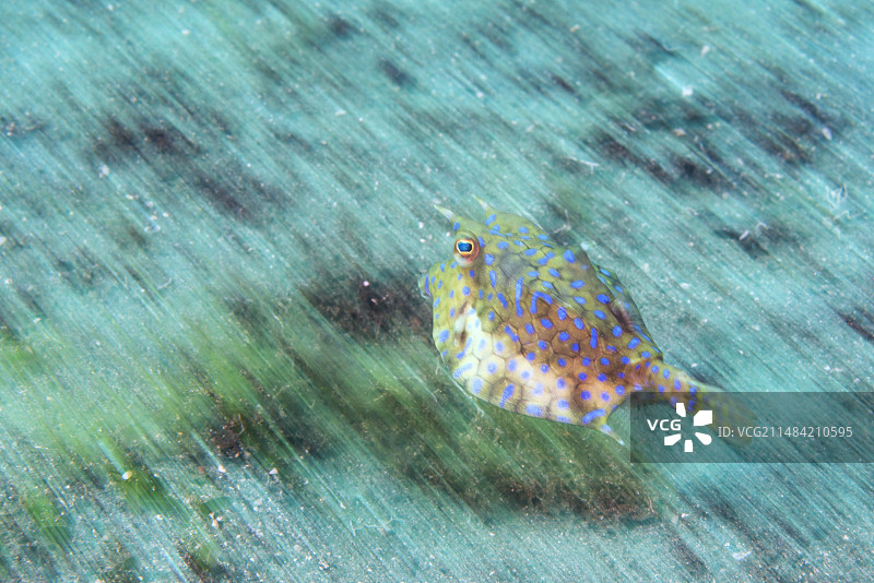 棘背箱鲀图片素材