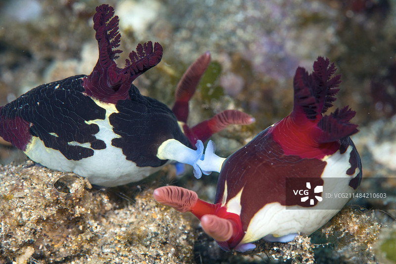 一对交配的海蛞蝓图片素材