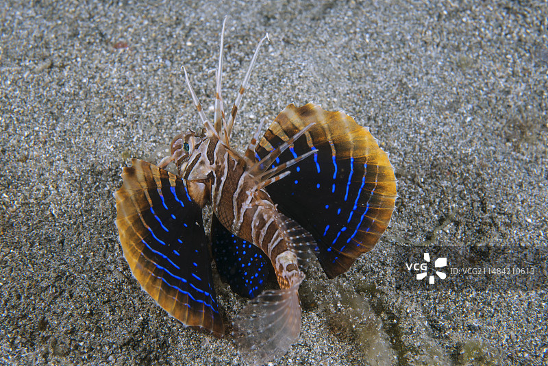 幼年狮子鱼图片素材