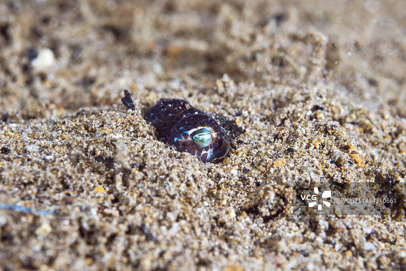 贝里氏短尾鱿鱼图片素材