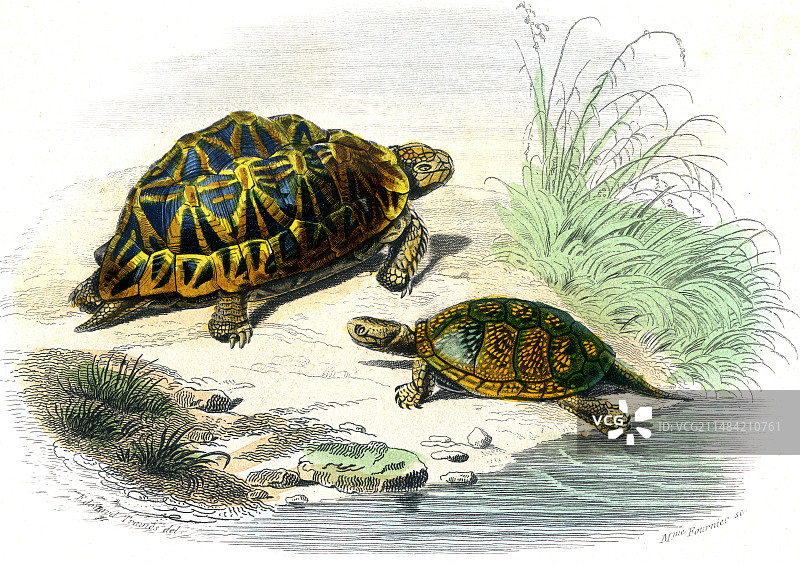 19世纪的乌龟图片素材