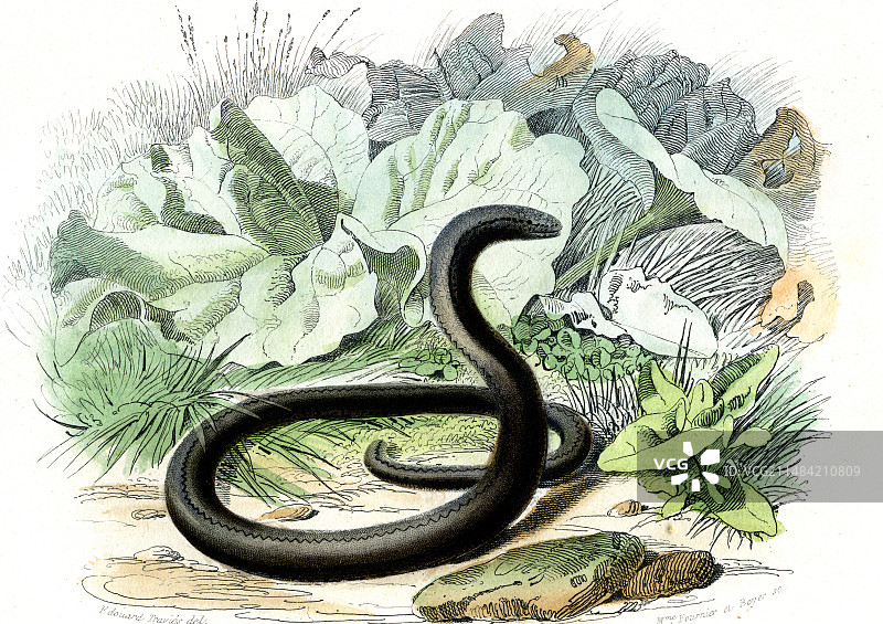 19世纪的欧洲慢蛇图片素材